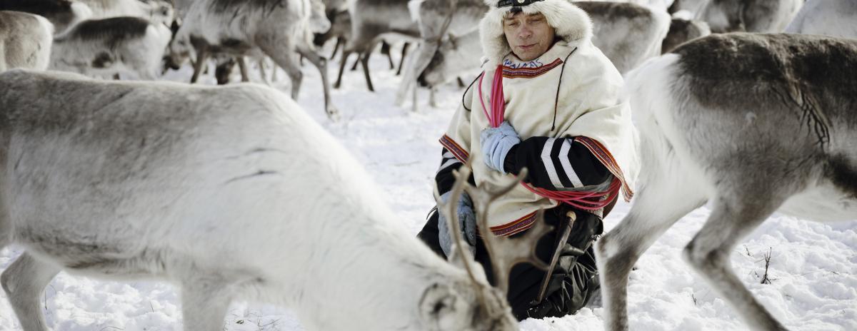 Sami Reindeer People Culture